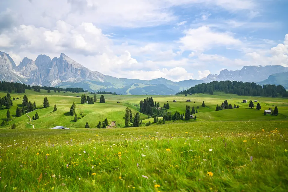 Sustainable forest management